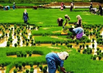ചിങ്ങം 1| കേരള കർഷക ദിനം: പുതുവർഷത്തെ വരവേറ്റ് മലയാളികൾ