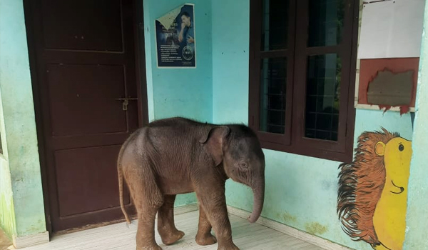 ചേകാടി ഗവ. എല്‍പി സ്‌കൂളില്‍ അതിഥിയായി കാട്ടാനക്കുട്ടി
