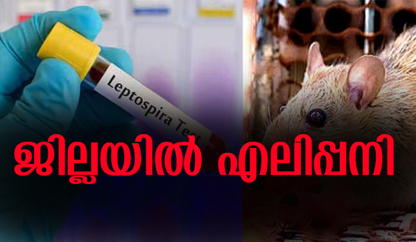 ജില്ലയില്‍ എലിപ്പനി മരണങ്ങള്‍ വര്‍ദ്ധിക്കുന്നു