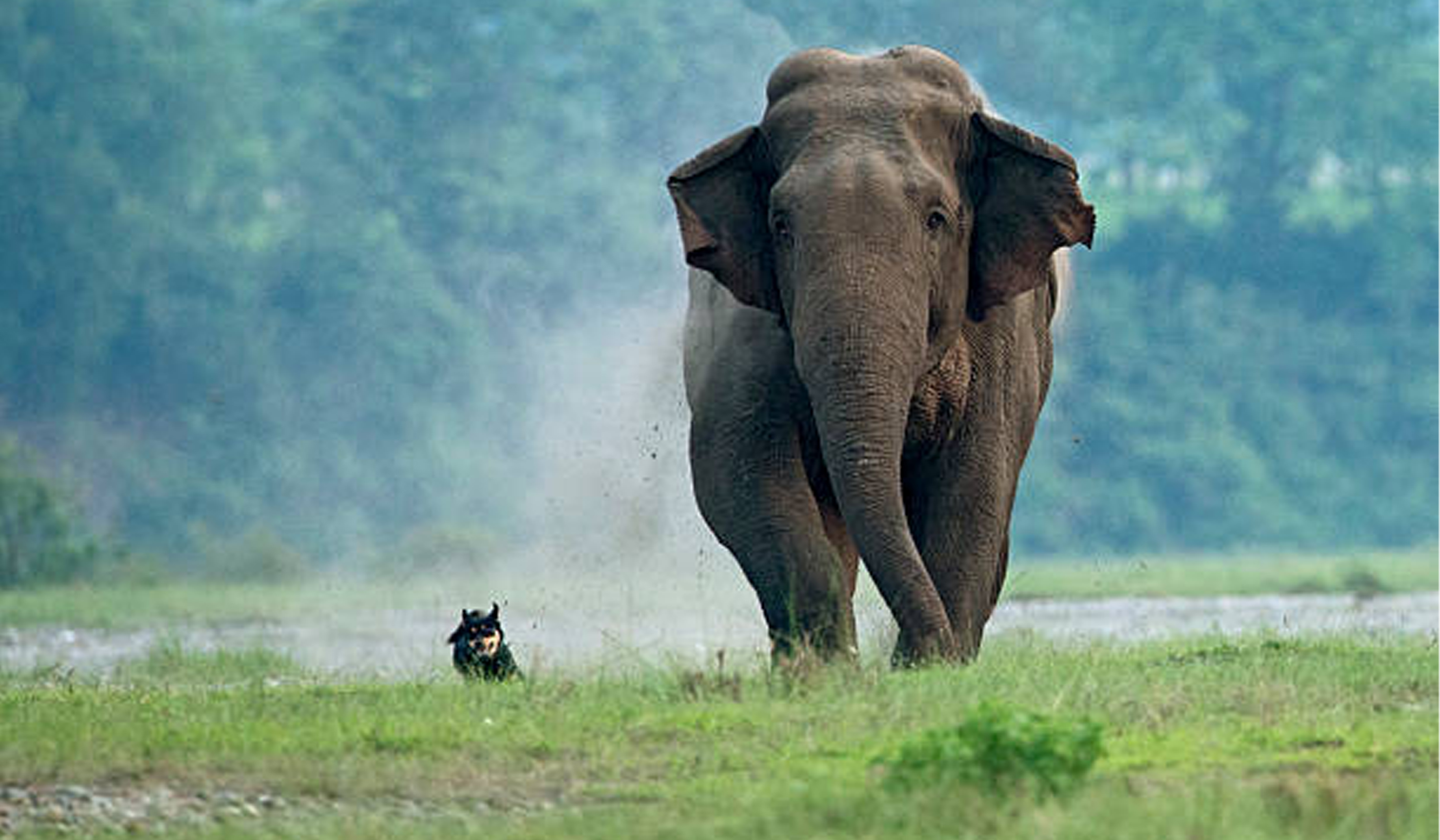 ഗൂഡല്ലൂരില്‍ കാട്ടാന ആക്രമണം: എസ്റ്റേറ്റ് ജീവനക്കാരന് ദാരുണാന്ത്യം