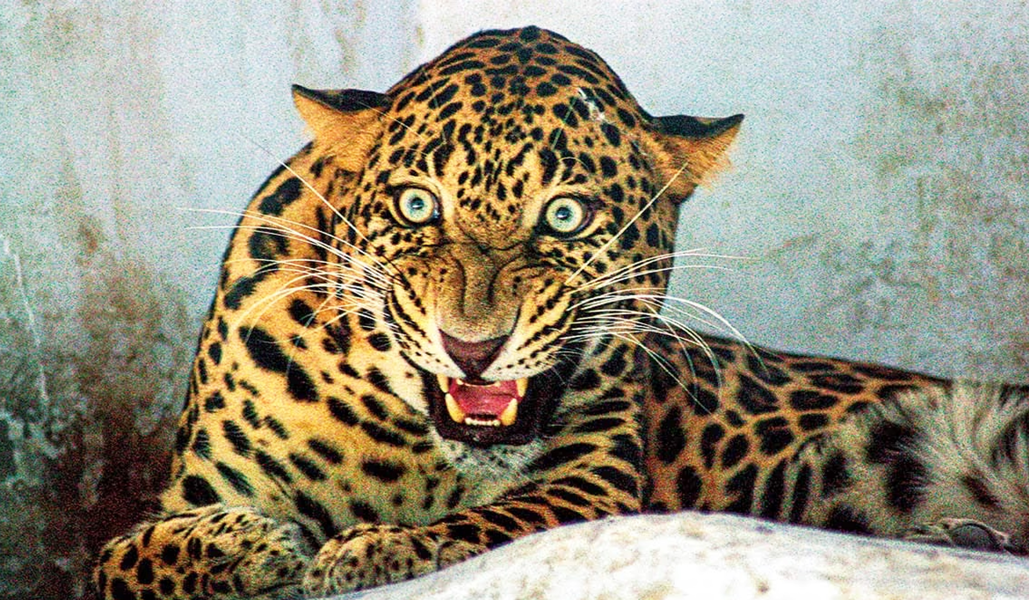 ചീരാലില്‍ പുലി വളര്‍ത്തു നായയെ കൊന്നുതിന്നു