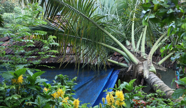 കാട്ടാന വീടിന് മുകളിലേക്ക് തെങ്ങ് മറിച്ചിട്ടു; വീട്ടുകാർ രക്ഷപ്പെട്ടത് തലനാരിഴക്ക്