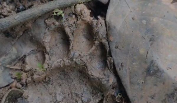 പുലി ഭീതിയൊഴിയാതെ ചീരാല്‍