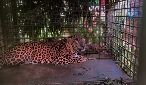 കൂട്ടില്‍ കുടുങ്ങിയ പുലിയെ  ഉള്‍വനത്തില്‍ തുറന്നുവിട്ടു