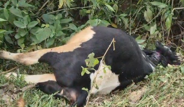 തിരുനെല്ലിയില്‍ കടുവ പശുക്കിടാവിനെ ആക്രമിച്ചുകൊന്നു