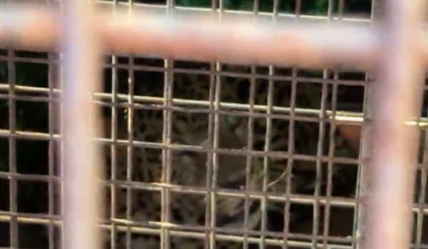 ചുണ്ടേൽ ജനവാസ മേഖലയിൽ ഭീതി പരത്തിയ പുലി കൂട്ടിലായി