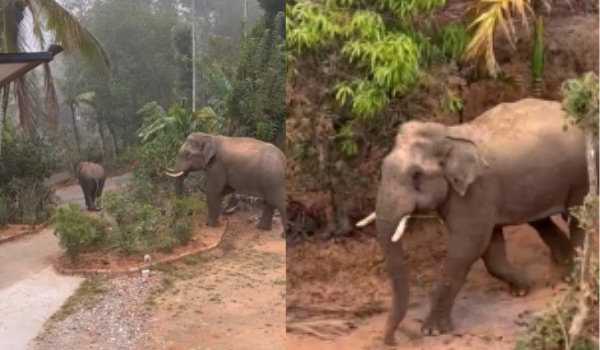 ജനവാസ മേഖലകളില്‍ ഭീതി പരത്തി കാട്ടുകൊമ്പന്മാരുടെ വിളയാട്ടം