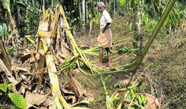 കാട്ടാന ഇറങ്ങി വ്യാപക കൃഷിനാശം