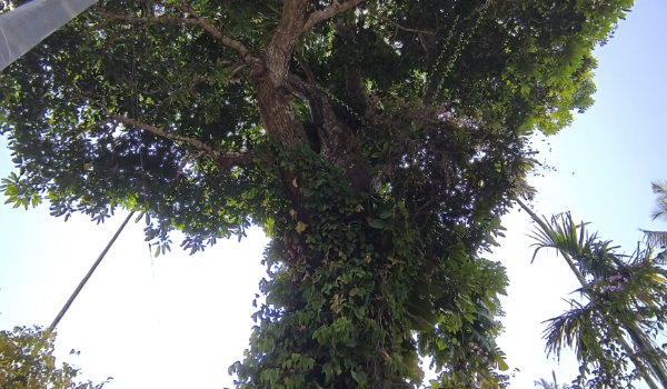 വാഹനയാത്രക്കാര്‍ക്കും വീടുകള്‍ക്കും വൈദ്യുതി ലൈനിനും ഭീഷണിയായി സര്‍ക്കാര്‍മരം