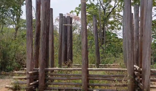 മുട്ടിക്കൊമ്പനെ പിടികൂടാൻ വനംവകുപ്പ്