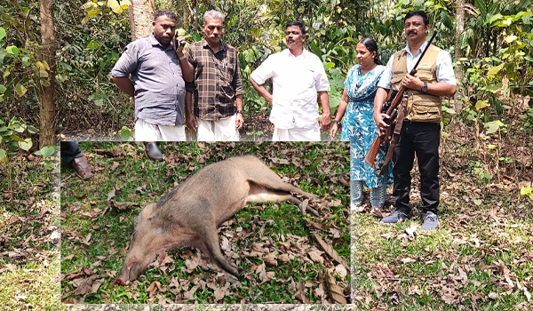 പനമരം പഞ്ചായത്തില്‍ കാട്ടുപന്നിയെ വെടിവെച്ചു കൊന്നു.