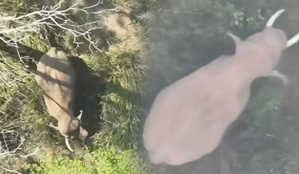 നാലാംതവണയും വനംവകുപ്പിന്റെ വലയത്തില്‍ നിന്ന് രക്ഷപ്പെട്ട് മുട്ടിക്കൊമ്പന്‍